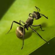 蚂蚁地下王国模拟器The Ants_logo